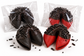 Midnight Fortune™ Black & Red Chocolate-Dipped Fortune Cookies